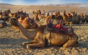 Camels, Egypt
