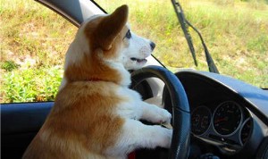 Dog driving car